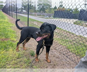 Rottweiler Dogs for adoption in Palmetto, FL, USA