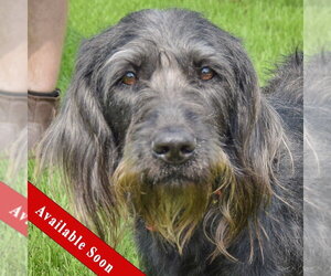 English Setter-Unknown Mix Dogs for adoption in Huntley, IL, USA