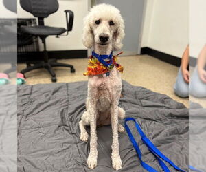 Poodle (Standard) Dogs for adoption in Boston, MA, USA