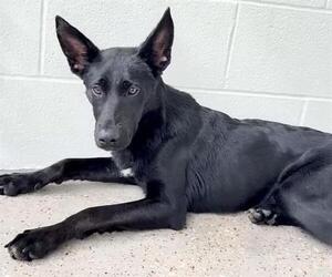 Labrador Retriever-Unknown Mix Dogs for adoption in Houston, TX, USA