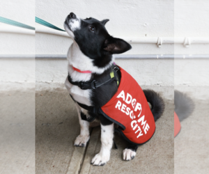 Border Collie-Pembroke Welsh Corgi Mix Dogs for adoption in Brooklyn, NY, USA