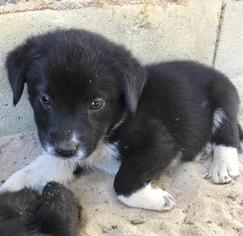 Border Collie Dogs for adoption in Leesville, SC, USA