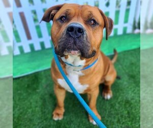 Bullmastiff-Unknown Mix Dogs for adoption in Long Beach, CA, USA