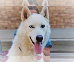 Alaskan Husky Dogs for adoption in Los Banos, CA, USA