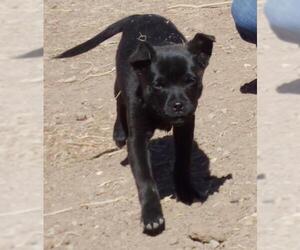 Mutt Dogs for adoption in Peralta, NM, USA