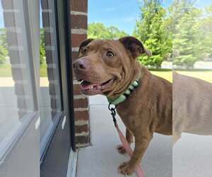 American Pit Bull Terrier-Unknown Mix Dogs for adoption in Millersville, MD, USA