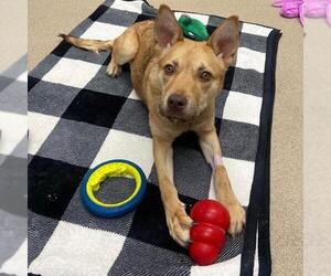 German Shepherd Dog-Unknown Mix Dogs for adoption in Aurora, CO, USA