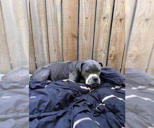 Boxer-Unknown Mix Dogs for adoption in San Antonio, TX, USA