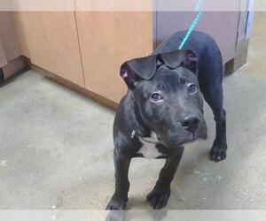 Mutt Dogs for adoption in Sacramento, CA, USA