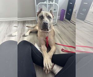 Mastiff-Unknown Mix Dogs for adoption in Rockaway, NJ, USA