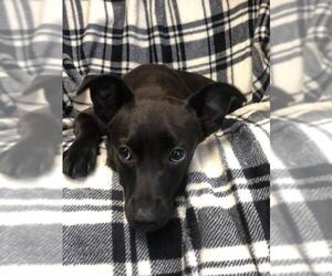 Greyhound-Labrador Retriever Mix Dogs for adoption in Pleasanton, TX, USA