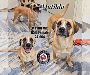 Mastiff-Unknown Mix Dogs for adoption in Georgetown, KY, USA
