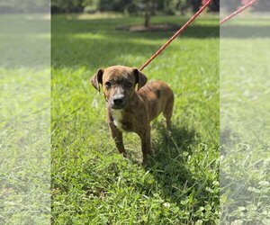 Dachshund Dogs for adoption in Yardley, PA, USA