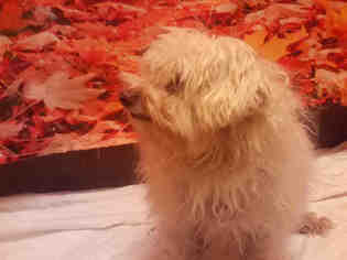 Medium Photo #1 Poodle (Miniature) Puppy For Sale in Forestville, MD, USA