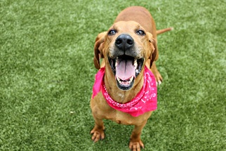 Bloodhound Dogs for adoption in Bryan, TX, USA