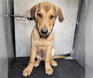 German Shepherd Dog-Unknown Mix Dogs for adoption in San Antonio, TX, USA