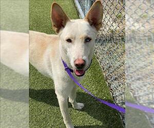 German Shepherd Dog-Siberian Husky Mix Dogs for adoption in Fayetteville, NC, USA