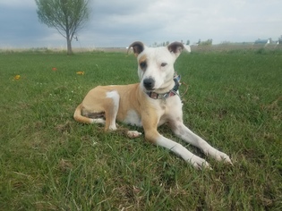 Mutt Dogs for adoption in Wausau, WI, USA