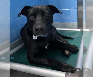 Labrador Retriever-Unknown Mix Dogs for adoption in Forestville, MD, USA