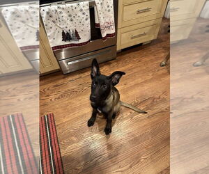 Mutt Dogs for adoption in Imlay City, MI, USA