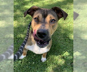 Boxer-Unknown Mix Dogs for adoption in Center Township, PA, USA