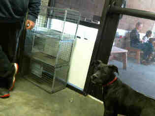 Boxador Dogs for adoption in Tulsa, OK, USA