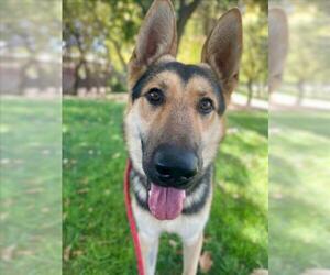German Shepherd Dog Dogs for adoption in Woodland, CA, USA