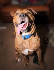 Chinese Shar-Pei-Mastiff Mix Dogs for adoption in Phoenix, AZ, USA