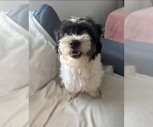 Shih Tzu-Unknown Mix Dogs for adoption in Cranston, RI, USA