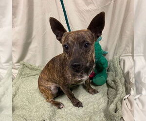 Chihuahua Dogs for adoption in Modesto, CA, USA