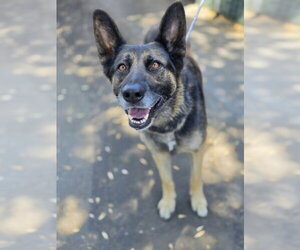 German Shepherd Dog-Unknown Mix Dogs for adoption in San Bernardino, CA, USA