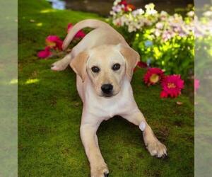 Labrador Retriever-Unknown Mix Dogs for adoption in San Diego, CA, USA