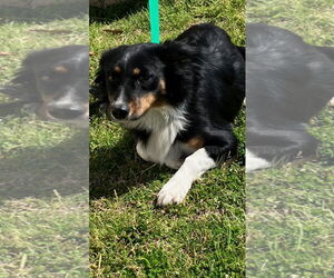 Australian Shepherd Dogs for adoption in Texarkana, TX, USA