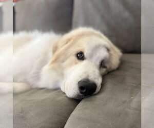 Great Pyrenees-Unknown Mix Dogs for adoption in Fargo, ND, USA