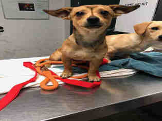 Chiweenie Dogs for adoption in Woodland, CA, USA