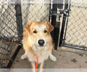 Golden Retriever-Unknown Mix Dogs for adoption in Tulsa, OK, USA