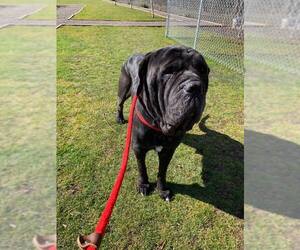 Neapolitan Mastiff Dogs for adoption in McMinnville, OR, USA