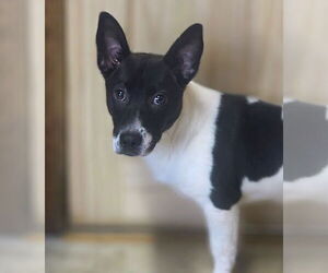 Feist Terrier-Unknown Mix Dogs for adoption in Raleigh, NC, USA