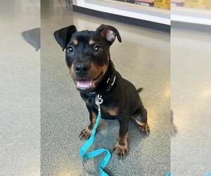 American Pit Bull Terrier-Unknown Mix Dogs for adoption in San Francisco, CA, USA