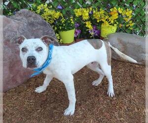 American Pit Bull Terrier-Unknown Mix Dogs for adoption in Oklahoma City, OK, USA