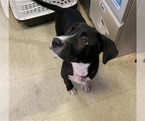 Borador Dogs for adoption in Plano, TX, USA