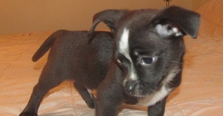 Medium Photo #1 ShiChi Puppy For Sale in Glenwood, GA, USA
