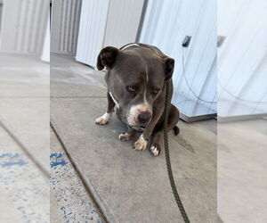 American Pit Bull Terrier Dogs for adoption in Bakersfield, CA, USA