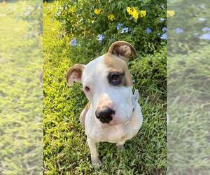 Bullboxer Pit Dogs for adoption in Houston, TX, USA