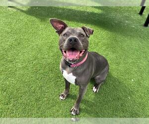 Mutt Dogs for adoption in Orange, CA, USA