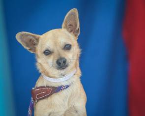 Medium Photo #1 Chi-Corgi Puppy For Sale in Pasadena, CA, USA