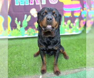 Rottweiler Dogs for adoption in Long Beach, CA, USA