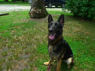 German Shepherd Dog Dogs for adoption in Edison, NJ, USA