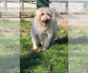 Labradoodle Dogs for adoption in Pacolet, SC, USA