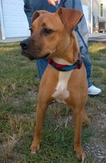 Medium Photo #1 Boxer-Unknown Mix Puppy For Sale in Terre Haute, IN, USA
